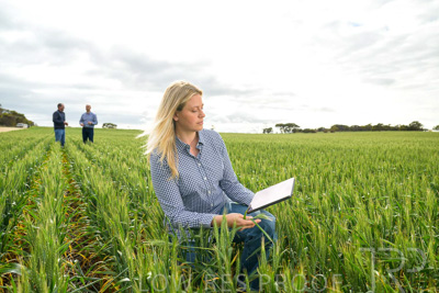 September 2024 / Malinong_SA_-Wheat-4_240925-_Z9C8343