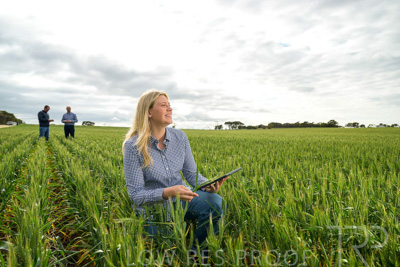 September 2024 / Malinong_SA_-Wheat-4_240925-_Z9C8345