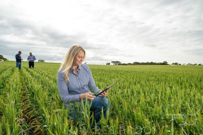 September 2024 / Malinong_SA_-Wheat-4_240925-_Z9C8347