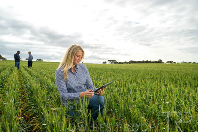 September 2024 / Malinong_SA_-Wheat-4_240925-_Z9C8349