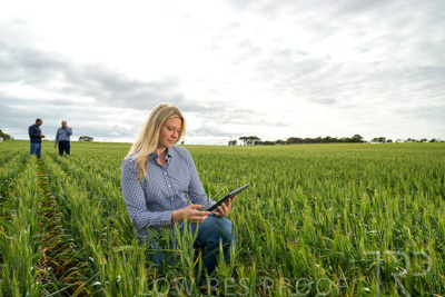 September 2024 / Malinong_SA_-Wheat-4_240925-_Z9C8352