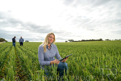 September 2024 / Malinong_SA_-Wheat-4_240925-_Z9C8359