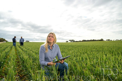 September 2024 / Malinong_SA_-Wheat-4_240925-_Z9C8361