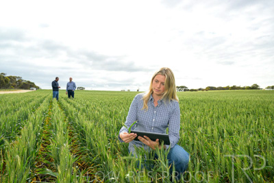 September 2024 / Malinong_SA_-Wheat-4_240925-_Z9C8364
