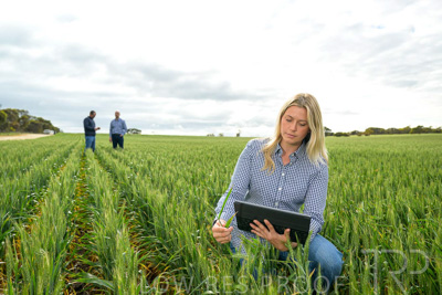 September 2024 / Malinong_SA_-Wheat-4_240925-_Z9C8366