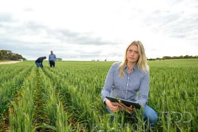 September 2024 / Malinong_SA_-Wheat-4_240925-_Z9C8368