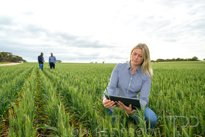 September 2024 / Malinong_SA_-Wheat-4_240925-_Z9C8371