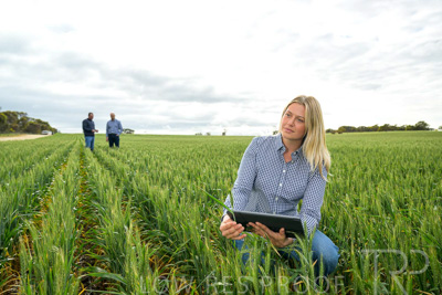September 2024 / Malinong_SA_-Wheat-4_240925-_Z9C8373