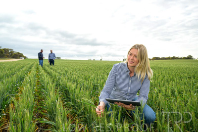September 2024 / Malinong_SA_-Wheat-4_240925-_Z9C8375