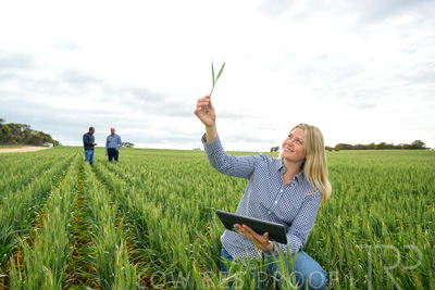 September 2024 / Malinong_SA_-Wheat-4_240925-_Z9C8377