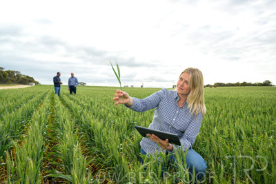 September 2024 / Malinong_SA_-Wheat-4_240925-_Z9C8379