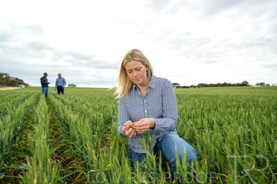 September 2024 / Malinong_SA_-Wheat-4_240925-_Z9C8385