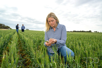 September 2024 / Malinong_SA_-Wheat-4_240925-_Z9C8391