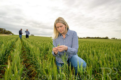 September 2024 / Malinong_SA_-Wheat-4_240925-_Z9C8393