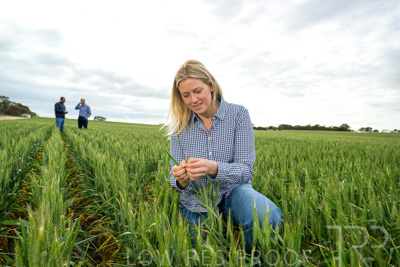 September 2024 / Malinong_SA_-Wheat-4_240925-_Z9C8395