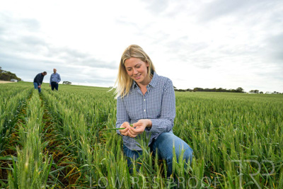 September 2024 / Malinong_SA_-Wheat-4_240925-_Z9C8399