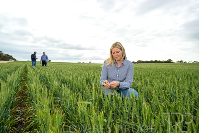September 2024 / Malinong_SA_-Wheat-4_240925-_Z9C8402