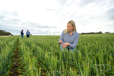 September 2024 / Malinong_SA_-Wheat-4_240925-_Z9C8405