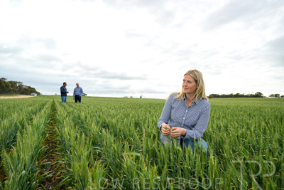 September 2024 / Malinong_SA_-Wheat-4_240925-_Z9C8408