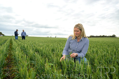 September 2024 / Malinong_SA_-Wheat-4_240925-_Z9C8415