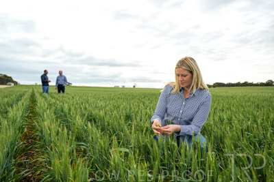 September 2024 / Malinong_SA_-Wheat-4_240925-_Z9C8419