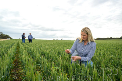 September 2024 / Malinong_SA_-Wheat-4_240925-_Z9C8422