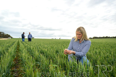 September 2024 / Malinong_SA_-Wheat-4_240925-_Z9C8424