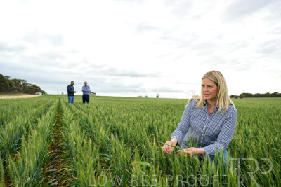 September 2024 / Malinong_SA_-Wheat-4_240925-_Z9C8430