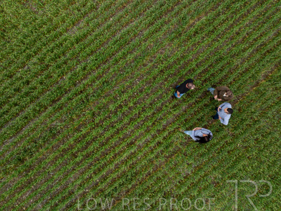 September 2024 / Malinong_SA_-Wheat-5_240925-DJI_0009