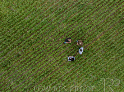 September 2024 / Malinong_SA_-Wheat-5_240925-DJI_0014