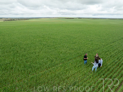 September 2024 / Malinong_SA_-Wheat-5_240925-DJI_0024