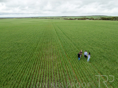 September 2024 / Malinong_SA_-Wheat-5_240925-DJI_0029