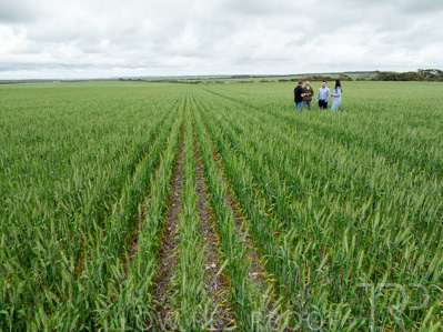 September 2024 / Malinong_SA_-Wheat-5_240925-DJI_0034