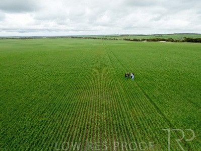 September 2024 / Malinong_SA_-Wheat-5_240925-DJI_0049