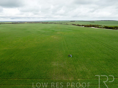 September 2024 / Malinong_SA_-Wheat-5_240925-DJI_0054