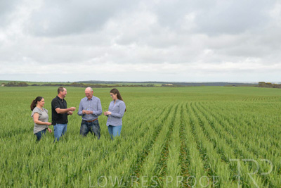 September 2024 / Malinong_SA_-Wheat-5_240925-_Z9C8912