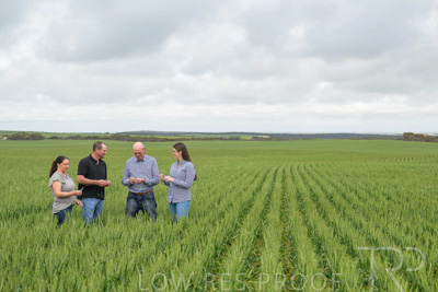 September 2024 / Malinong_SA_-Wheat-5_240925-_Z9C8913