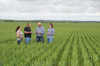 September 2024 / Malinong_SA_-Wheat-5_240925-_Z9C8931