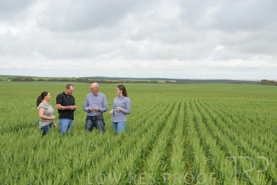 September 2024 / Malinong_SA_-Wheat-5_240925-_Z9C8938