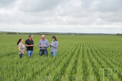 September 2024 / Malinong_SA_-Wheat-5_240925-_Z9C8941