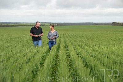September 2024 / Malinong_SA_-Wheat-5_240925-_Z9C9015