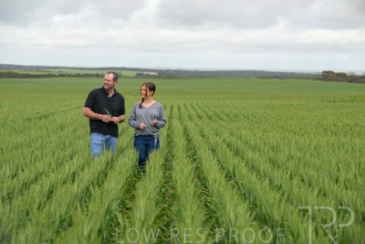 September 2024 / Malinong_SA_-Wheat-5_240925-_Z9C9025