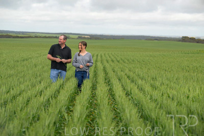 September 2024 / Malinong_SA_-Wheat-5_240925-_Z9C9027