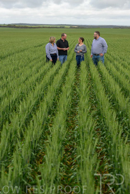 September 2024 / Malinong_SA_-Wheat-5_240925-_Z9C9094