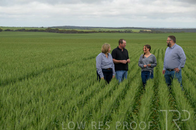 September 2024 / Malinong_SA_-Wheat-5_240925-_Z9C9103