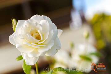 February 2015 / BH_GARDEN_135_150220