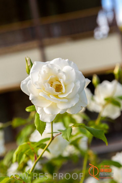 February 2015 / BH_GARDEN_141_150220