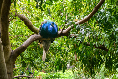 CARERS_SA_ZOO_DAY_210419__85N1105