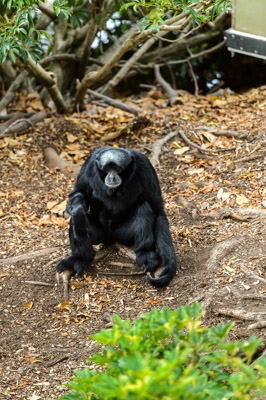 CARERS_SA_ZOO_DAY_210419__D4P6031