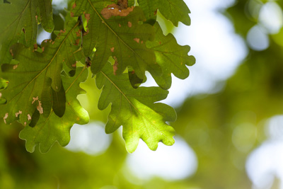 February 2020 / KILDARE_200204_366